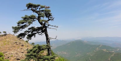 A la izquierda, Los Reales de Sierra Bermeja (Málaga).