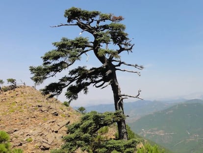 A la izquierda, Los Reales de Sierra Bermeja (Málaga).