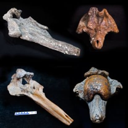 Cráneos fósiles de las cuatro especies de zifio descubiertas