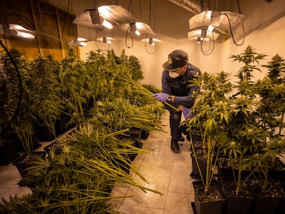 Un agente de la Guardia Civil desmantela una plantación ilegal de cannabis en Granada.