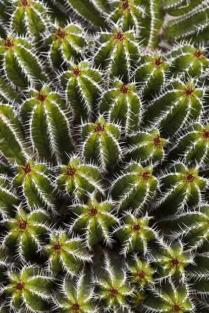 Jardín de cactus en Lanzarote.