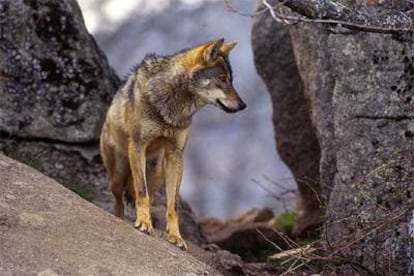 Según las últimas estimaciones, unos 2.000 lobos ibéricos como éste viven en la Península, especialmente en Asturias, Cantabria, Galicia y Castilla y León.