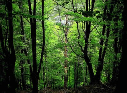 Hayedo del Saja, Cantabria