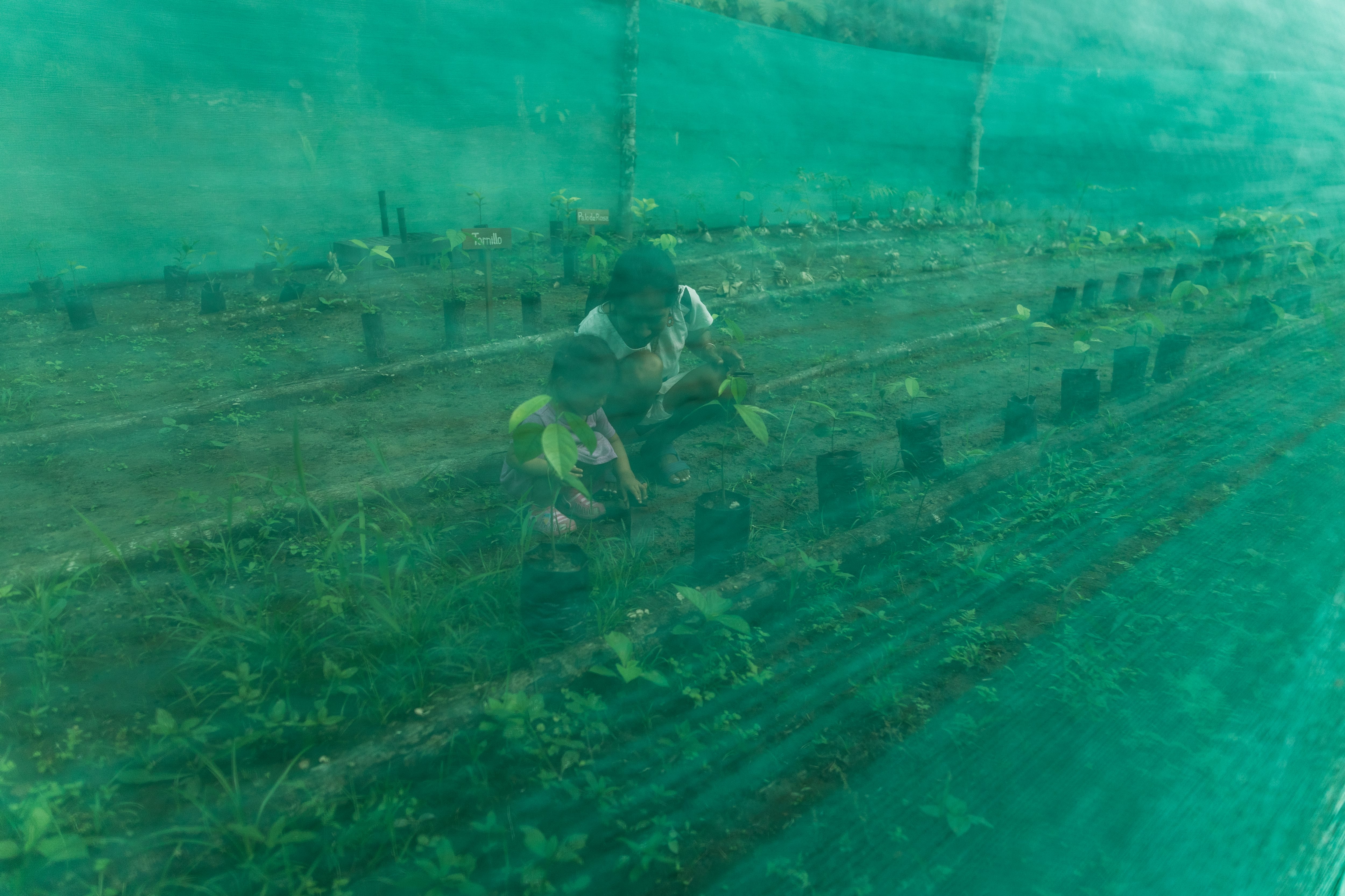 Zoila Ochoa cuida a las plantas de su vivero junto a Desiré, en la comunidad de Centro Arenal. 