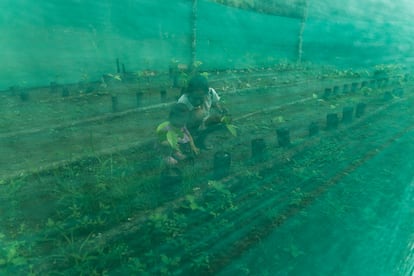 Zoila Ochoa cuida a las plantas de su vivero junto a Desiré, en la comunidad de Centro Arenal. 