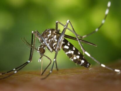 Imagen de un mosquito tigre.