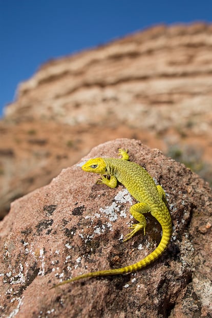 Lagarto de la familia Liolaemidae ('Liolaemus gununakuna').