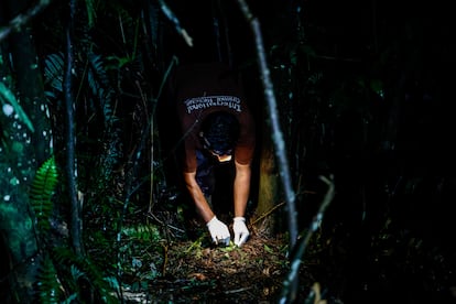 Bayu Nindra, personal de seguimiento de campo de la IAR, recoge excrementos de los loris perezosos de Java para la investigación en un recinto de habituación en jaula en el Parque Nacional Gunung Halimun Salak.