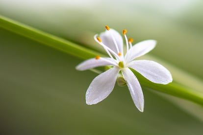 Un primer plano de la flor de la cinta.