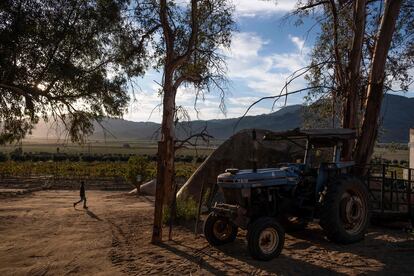 Viñedos en Valle de Guadalupe