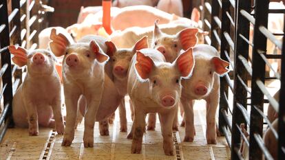 El precio de la carne de cerdo también evolucionó al alza a lo largo de 2023.