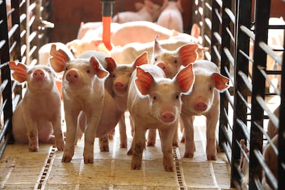 El precio de la carne de cerdo también evolucionó al alza a lo largo de 2023.