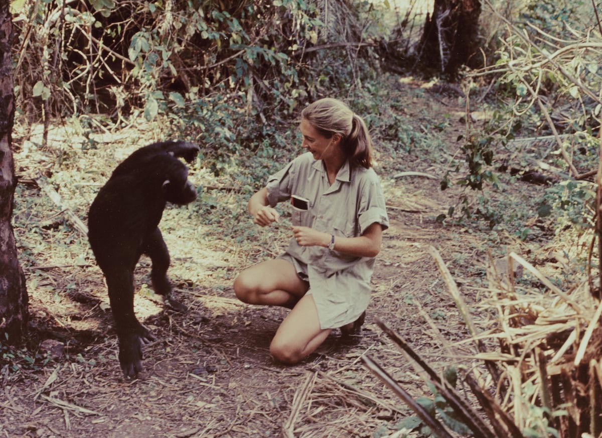 Jane Goodall, la mujer que redefinió al “hombre”