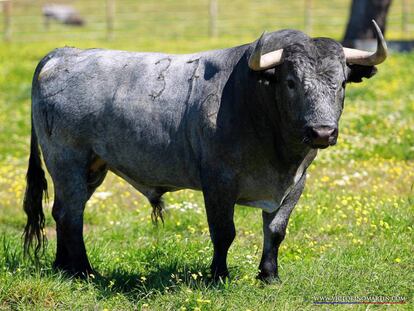 Toro Cobradiezmos, indultado en la pasada Feria de Abril