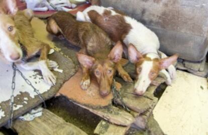 Los animales estaban atados con cortas cadenas.