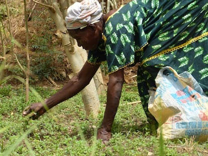 Una campesina del Sahel, a las orillas del río Níger, en Niamey.