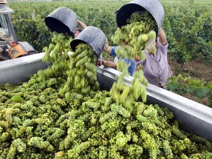 Imagen de la vendimia en Labastida, en la Rioja Alavesa.