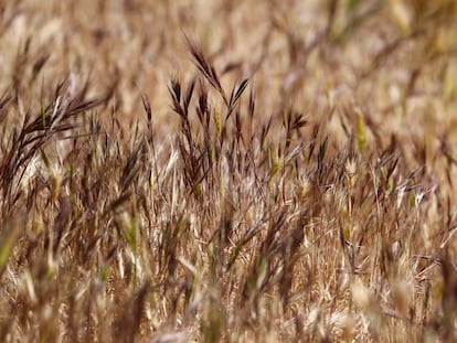 Trigo seco por falta de agua en una plantación en Córdoba.