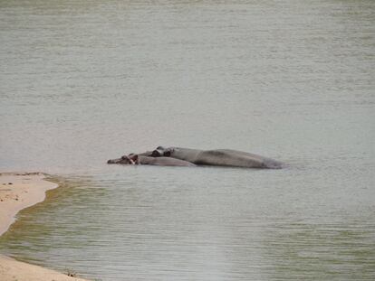 Los hipopótamos del río son también un problema para los agricultores, ya que muchas veces arruinan las cosechas de los terrenos más cercanos a la orilla.