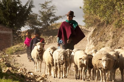 En la comunidad de Gusniag, ubicada en la parroquia de Tixán, provincia de Chimborazo (Ecuador), los paisajes se pintan con los campesinos que labran sus tierras. Los habitantes de esta zona andina pertenecen al pueblo puruhá y viven de la agricultura y la ganadería. 