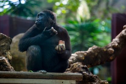 “A estos solo les damos yogur dos veces por semana”, destaca el responsable de primates. Uno de los chimpancés ha sido muy avispado y se ha hecho con dos helados. 
