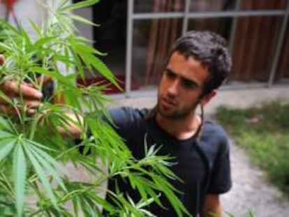 Un joven cultiva marihuana en Montevideo.