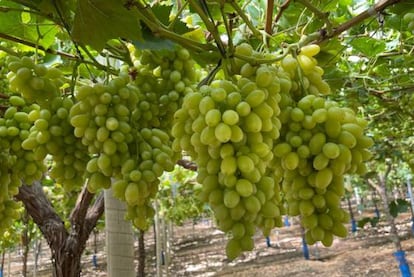 Racimos de uvas de la variedad itumsix