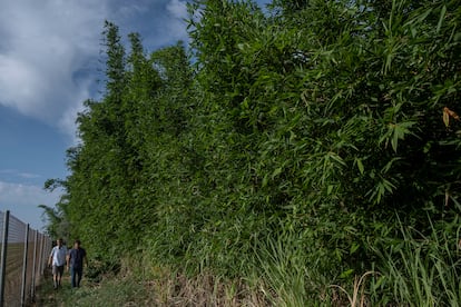 Antonio Vega-Rioja (left) and Manuel Trillo, in the bamboo nursery constructed in the Guadalquivir valley