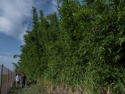 Antonio Vega-Rioja (left) and Manuel Trillo, in the bamboo nursery constructed in the Guadalquivir valley.