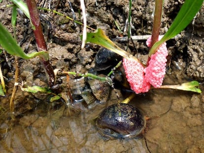 Ejemplar de caracol manzana en el r&iacute;o Ebro.