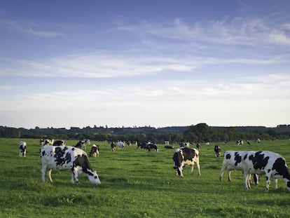 La leche más completa y sostenible del mercado tiene un nombre: leche ecológica