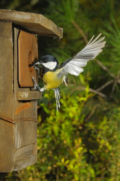 Carbonero común ('Parus major'). Parar el movimiento en el momento justo requiere muchas tomas fallidas.