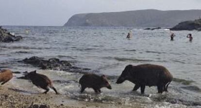 Porcs senglars, aquest estiu a la platja.