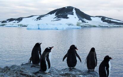 Pingüinos en un área de la Antártida.