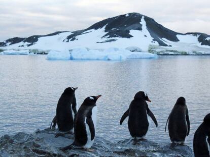 Pingüinos en un área de la Antártida.