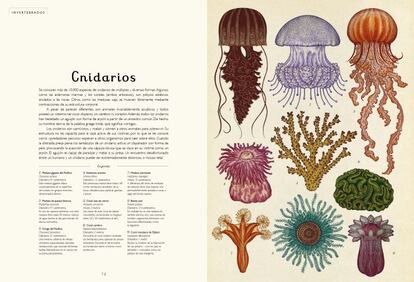 En 1859 se publicó 'El origen de las especies', de Charles Darwin, que revolucionó la teoría de la evolución humana. "Todo estaba emparentado y descendía de un ancestro común". Los cnidarios, en la base de la geneología, son carnívoros, aunque no lo hacen de forma activa. "Su estructura no les capacita para la caza activa de sus víctimas, por lo que se les conoce como 'predadores pasivos': esperan a otros organismos para caer sobre ellos". Se conocen más de 10.000 especies, incluidas las anémonas y las medusas.