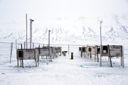 Perros, algunos que son mascotas de la familia y otros que se utilizan para los trineos de perros, son vistos esperando en el patio fuera del asentamiento en Longyearbyen, Svalbard, Noruega, 22 de octubre de 2015. Una cadena noruega de islas apenas 1.200 kilometros (750 millas) de el Polo Norte está tratando de promover las nuevas tecnologías, el turismo y la investigación científica en un cambio de la minería a gran contaminante del carbón que ha sido un pilar de la economía a distancia durante décadas. Noruega suspendió más la minería del carbón en el archipiélago de Svalbard año pasado debido a los altos costos y está buscando empleos alternativos para unos 2.200 habitantes en las islas donde los osos polares deambulan. Parte de la respuesta puede ser la de impulsar la ciencia: en Ny-Alesund, la liquidación no militar permanente más septentrional del mundo, científicos de 11 países, entre ellos Noruega, Alemania, Francia, Gran Bretaña, India y Corea del Sur cuestiones de estudio, como el cambio climático. La presencia de Noruega, miembro de la OTAN, también da a la alianza un punto de apoyo estratégico en el extremo norte, cada vez más importante después de la vecina Rusia anexó la región de Crimea de Ucrania en 2014. REUTERS / Anna FilipovaPICTURE 11 DE 19 - BÚSQUEDA "SVALBARD Filipová" PARA TODOS IMAGESâ € ¨