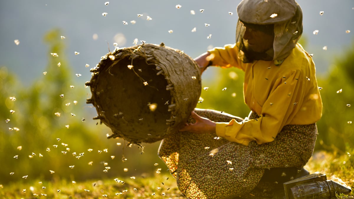 Tráiler de «Honeyland»