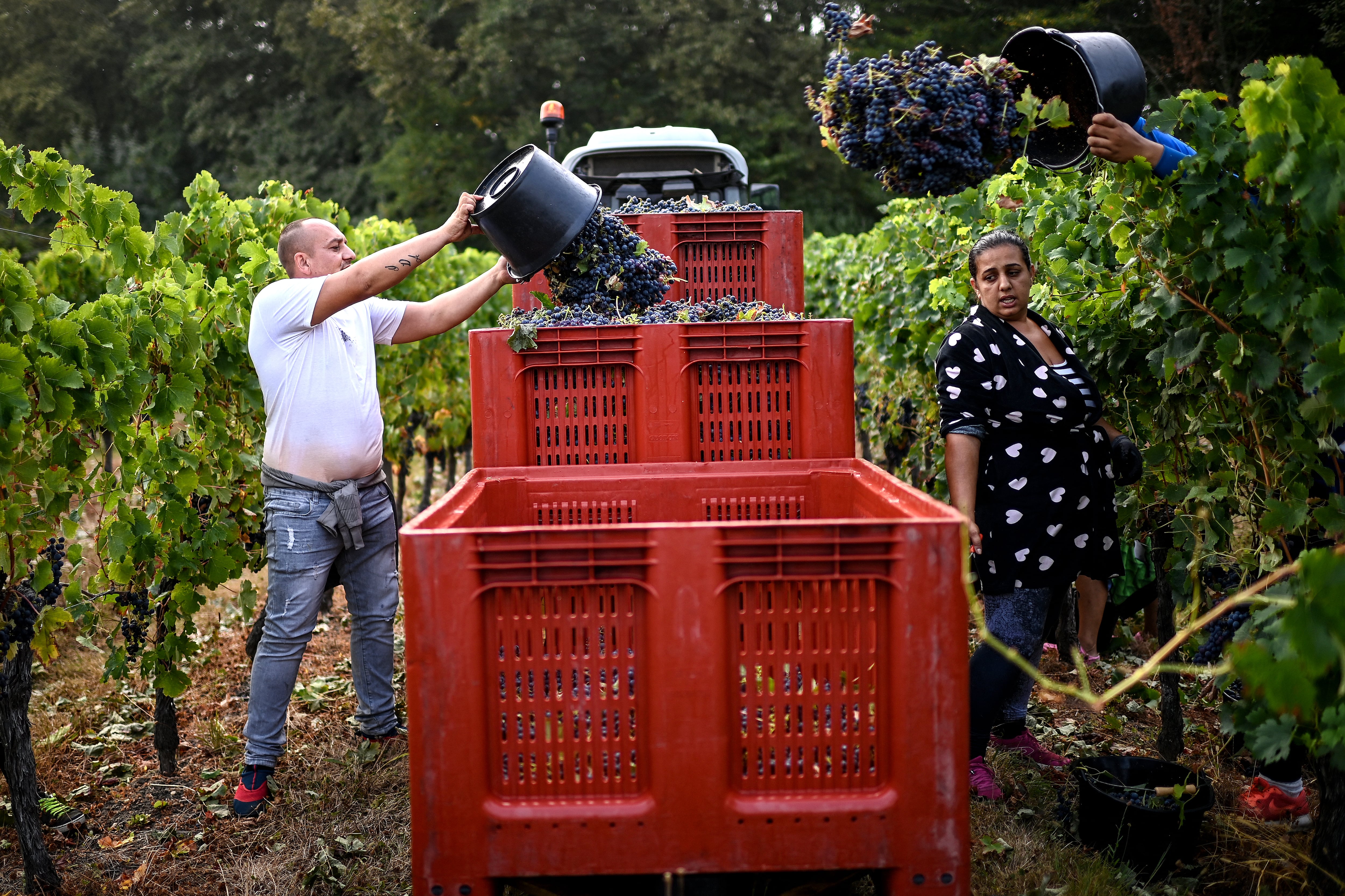 Burdeos, una de las mecas del vino sufre la tormenta perfecta