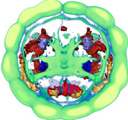 Recreación del cerebro de una larva de <i>Platynereis</i> (en verde) y los genes activados.