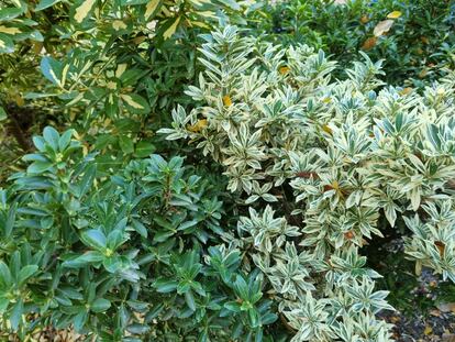 Un evónimo variegado al lado de otro sin variegar en el Jardín Botánico de Madrid.