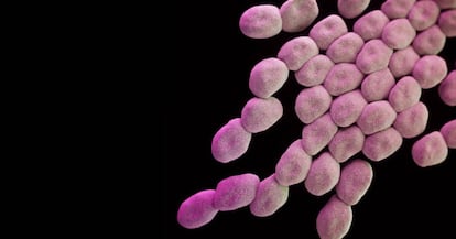 Bacterias de la especie &#039;Acinetobacter baumannii&#039;, la m&aacute;s peligrosa seg&uacute;n la OMS.