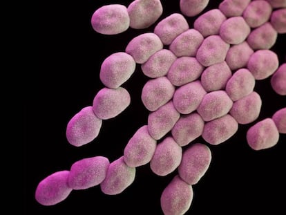 Bacterias de la especie &#039;Acinetobacter baumannii&#039;, la m&aacute;s peligrosa seg&uacute;n la OMS.