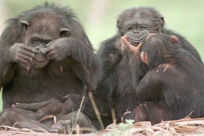 Un grupo de chimpancés en el zoo de Miami (Estados Unidos).