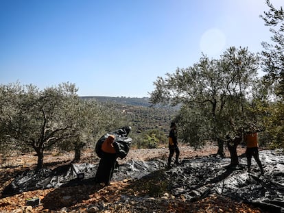 Olivareros trabajan en un campo de Salfit, en Cisjordania, el 6 de noviembre.