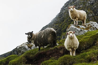 Los habitantes más numerosos de las islas Feroe son las Ovejas, se calcula que hay unas 70.000, el doble que los habitantes de las islas.