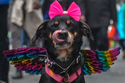 Un perro disfrazado para la ocasión del 26º desfile anual del orgullo gay.