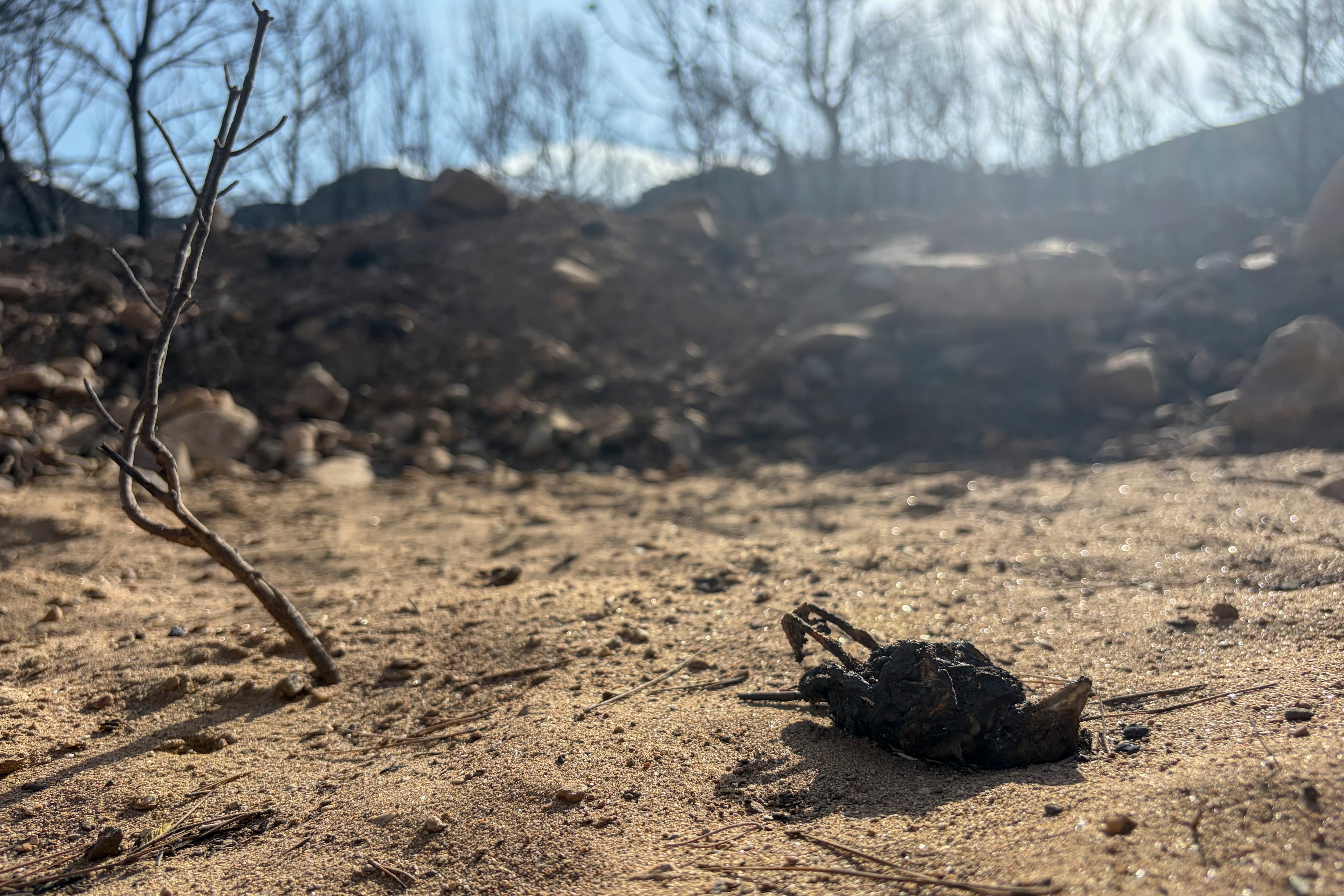 Las soluciones detrás del incendio de Los Gallardos para prevenir el riesgo en núcleos de viviendas aisladas y diseminadas