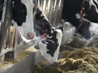 Vacas en una ganaderia de Karrantza, donde se ha presentado un proyecto para la transformación sostenible de la ganadería en Euskadi, Cataluña, Navarra y Cantabria.