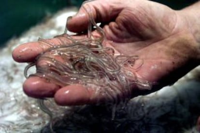 Ejemplares capturados en el río francés Garona en la mano de un angulero.